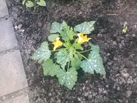 Zucchinipflanze - 01.07.2010.webp