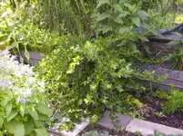 Deko 06-2010 006.webp