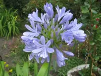 IMG_3747Agapanthusblüte.webp