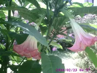 ET1.webp