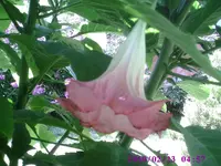 ET2.webp