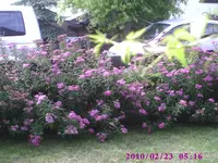Hecke.webp