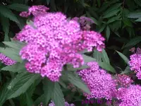 Heckenblüte.webp