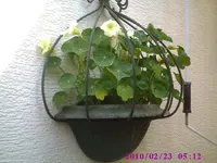 Ampel.webp