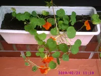 Kresse.webp