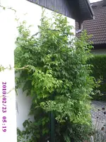 Erker.webp