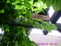 Vogelhaus.webp