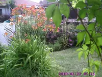 Lilien am Teich.webp