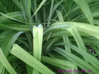 Grashüpfer.webp