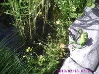 Teichfrosch.webp