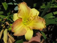 IMG_angel unowaer1_1024x768.webp
