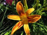 IMG_blutorange1_1024x768.webp