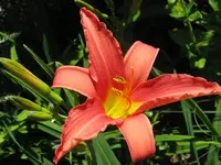 IMG_zimtrot_1024x768.webp