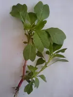 IMAGE_015.webp