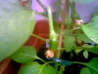 Chili.webp