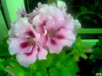 Edelgeranie.webp