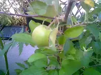Apfel 1.webp