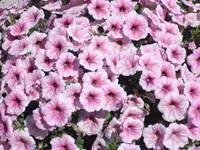 07.08. 002.webp