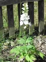 07.08. 019.webp