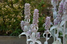 IMG_8084_3_1.webp