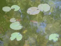 Garten 002.webp