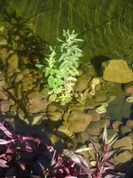 Garten 010.webp