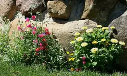 Teichblumen-Mischung am 600er.webp