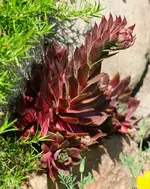 Wurz - erste Blüte seit 5 Jahren.webp