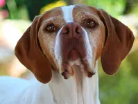 India headshot.webp