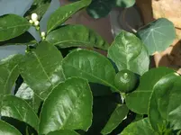 DSCF0971.webp