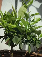 DSCF0964.webp