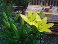 7.7.2010 001.webp