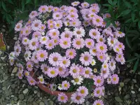 7.7.2010 009.webp