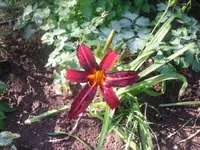 7.7.2010 016.webp