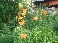 7.7.2010 028.webp