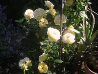 7.7.2010 045.webp