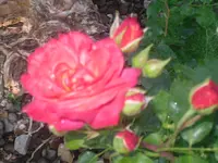 7.7.2010 050.webp