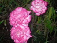 7.7.2010 055.webp