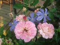 7.7.2010 058.webp