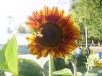 7.7.2010 065.webp