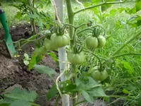 tomate2010_1.webp