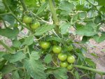 tomate2010_2.jpg