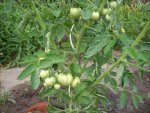 tomate2010_3.jpg