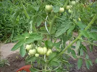 tomate2010_3.webp