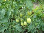 tomate2010_4.jpg