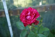 DSC03357.webp