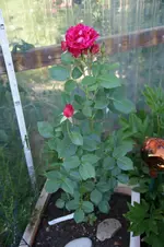 DSC03358.webp