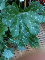 Zucchini2.webp