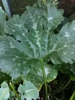 Zucchini3.webp