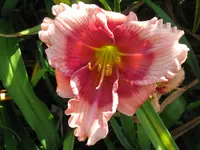 IMG_dragons eye3_1024x768.webp